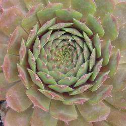 Sempervivum - Dachwurz - Hauswurz